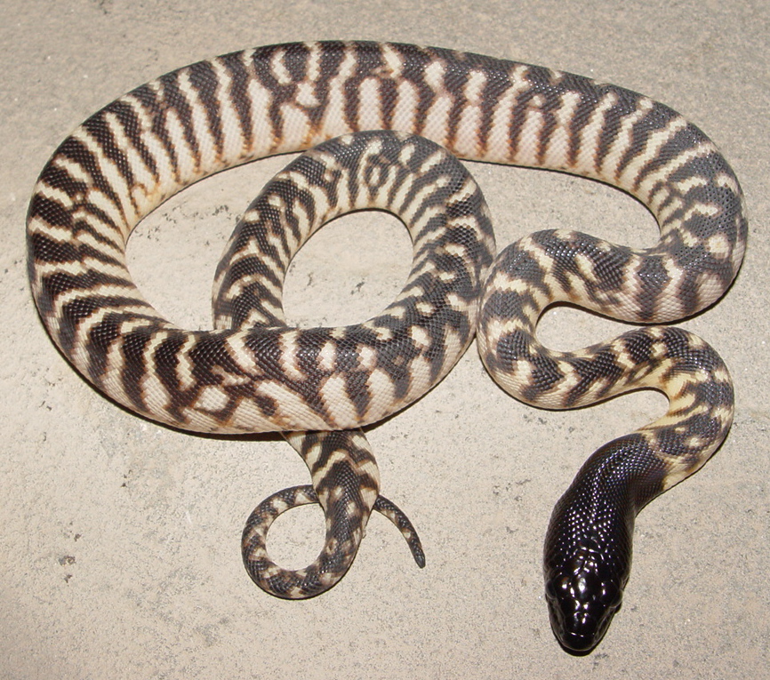 Am2011a02m