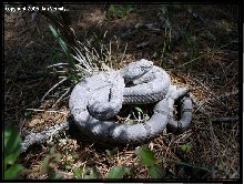 C.l.morulus NL, Mexico