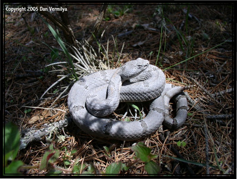 C.l.morulus NL, Mexico