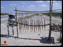 Crotalus skins Hwy.57 SLP, Mex.