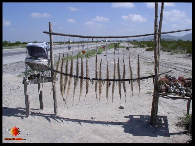 Crotalus skins Hwy.57 SLP, Mex.