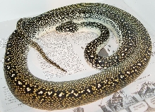 Diamond python Reduced Pattern - male