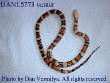 UANL5773 venter