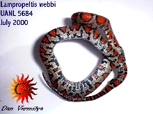 Lampropeltis webbi