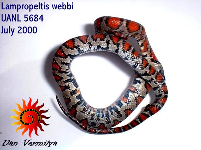 Lampropeltis webbi