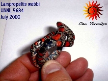 L. webbi