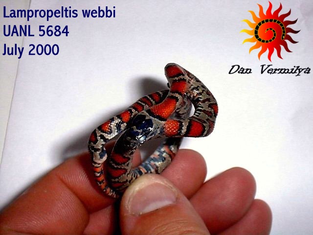 L. webbi