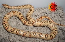 Leopard Leonis thayeri 2