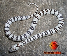 Great White Leonis morph thayeri