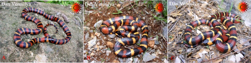 Mexican Tri-colors