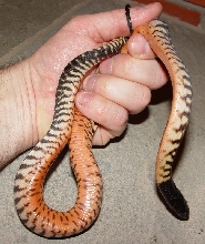 Red-Bellied Blackheaded python