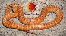 Super Orange Leonis