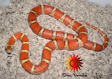 Vermilion Milksnake thayeri