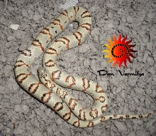 White Starburst thayeri