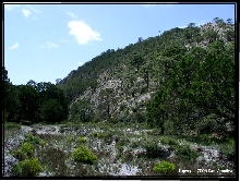 C.l.moruls habitat NL, Mexico