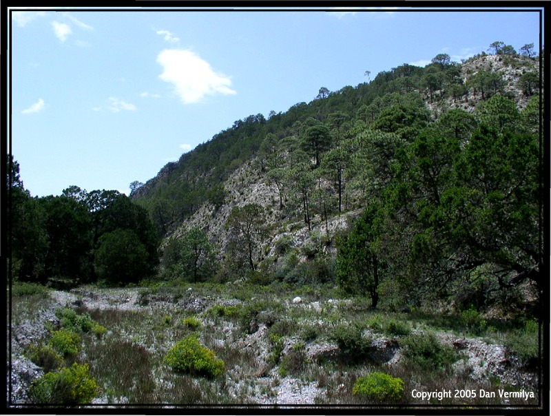 C.l.moruls habitat NL, Mexico