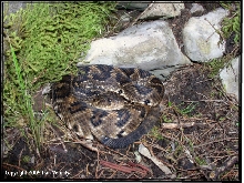 totonacus