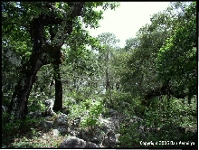 totonacus habitat Queretaro