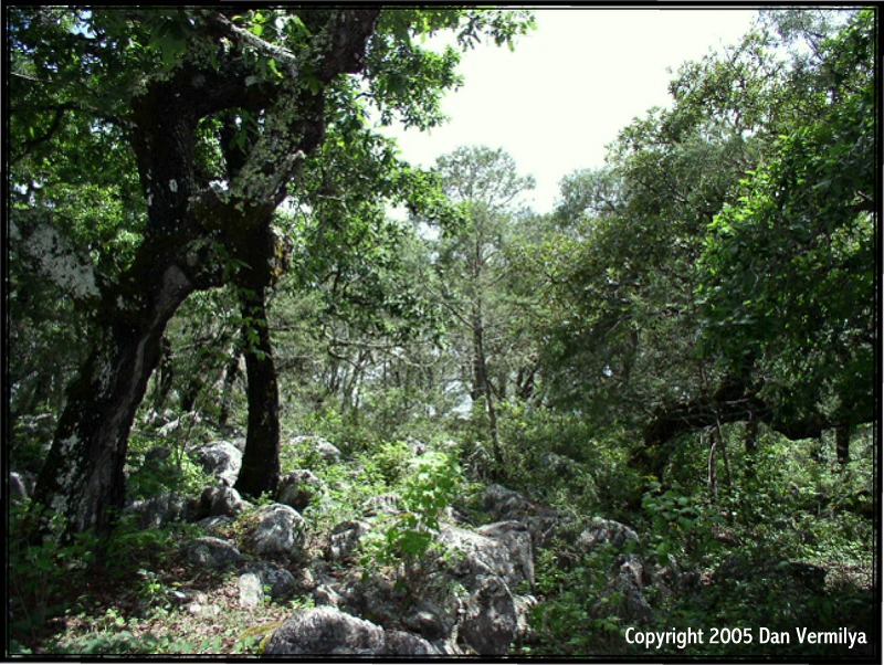 totonacus habitat Queretaro