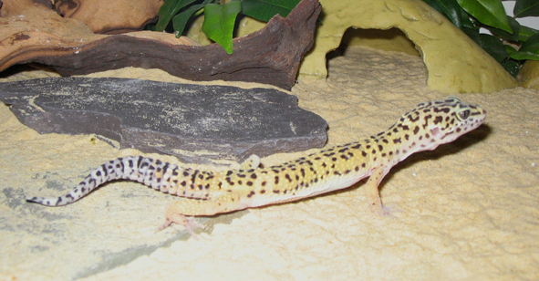 One of the girls