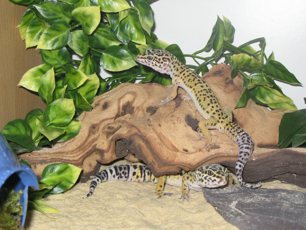 Wilma and Betty