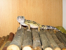 Fred basking
