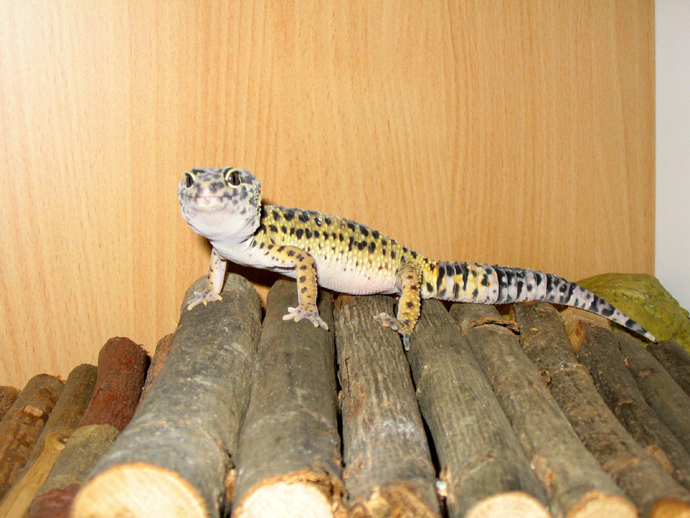 Fred basking