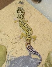 Barney on the hunt