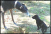 Greyhound kisses