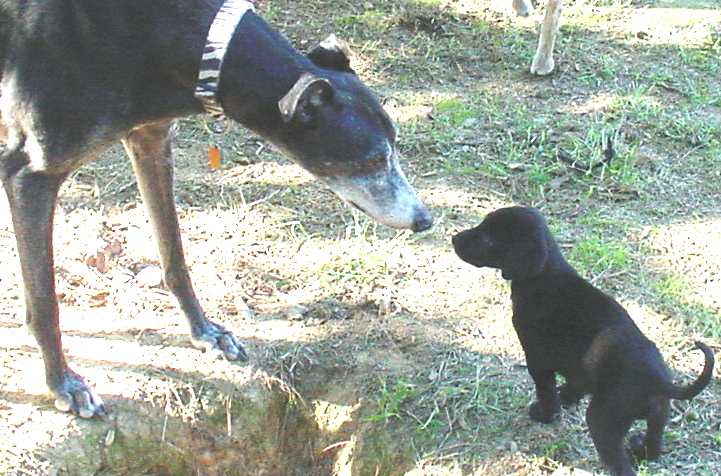 Greyhound kisses