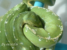 Aru (male)#2