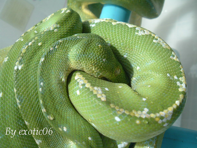 Aru (male)#2