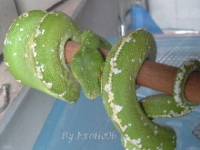 Aru (male)