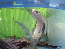 My Cobra!!