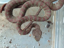 My  T.venustus#04