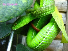 Female_T. albolabris