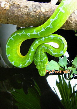 My Female No.3