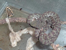 My  T.venustus#03
