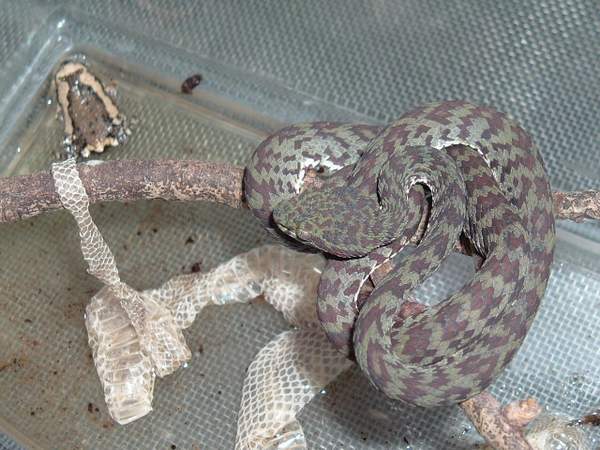 My  T.venustus#03