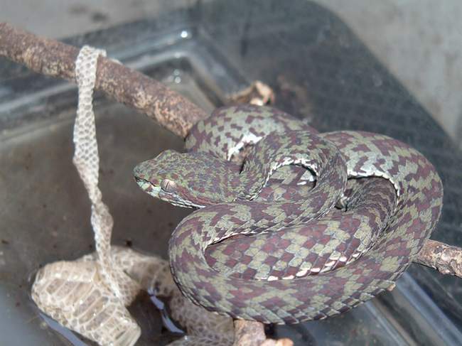 My  T.venustus#02