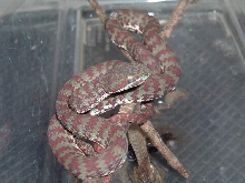 My  T.venustus#01