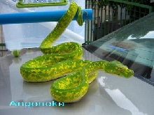 Biak
