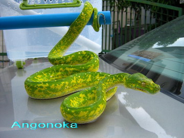 Biak
