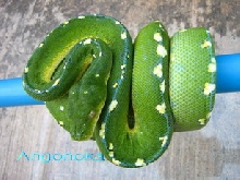 Muria