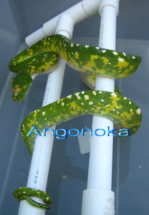 Yapen01