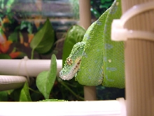 male gtp