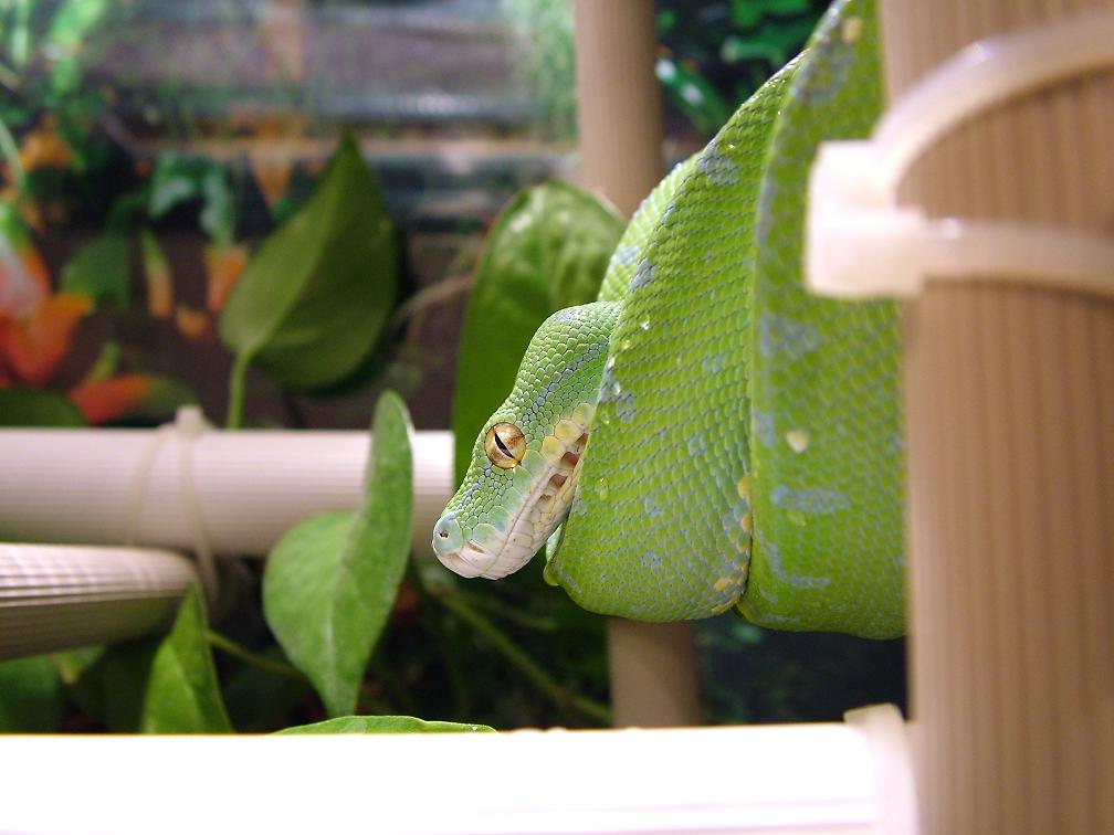 male gtp