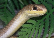 Psammophis sp.?