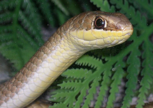 Psammophis sp.?