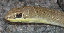 Psammophis  sp? 2